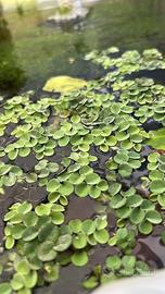 Salvinia cucullata pianta galleggiante con omaggio