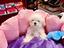Immagine 11