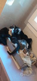 Gattini di due mesi