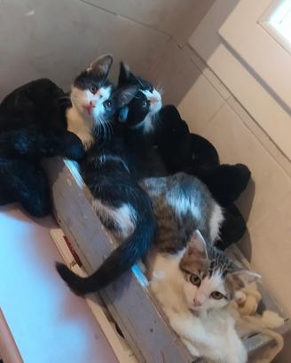 Gattini di due mesi