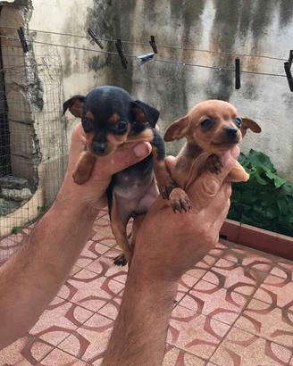 Pinscher Mini Toy Piccolissimi