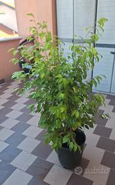 ficus benjamin