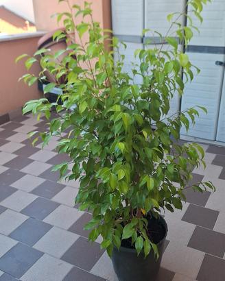 ficus benjamin