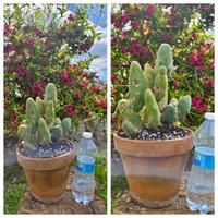 Cactus caudex fiore pianta lotto