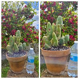 Cactus caudex fiore pianta lotto