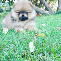 Cuccioli di pomerania nani