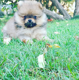 Cuccioli di pomerania nani