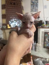 Tre maschietti sphynx gattini