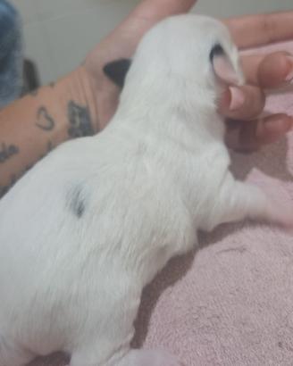 Chihuahua