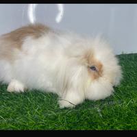 Coniglio american fazi lop maschio