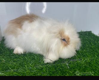 Coniglio american fazi lop maschio