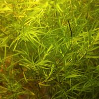 Piante e lumache per acquario