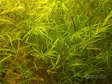 Piante e lumache per acquario