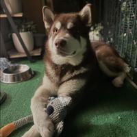 Cucciolo Husky Siberian