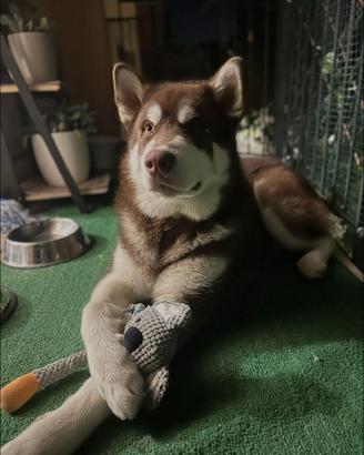 Cucciolo Husky Siberian