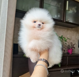 Spitz tedesco NANO ( POMERANIA )