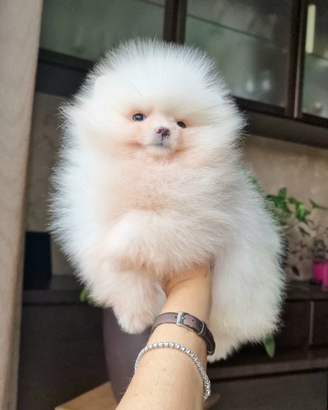 Spitz tedesco NANO ( POMERANIA )