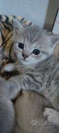 Gattino British shorthair