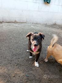Buddy cucciolo bianco e nero 5 mesi