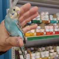 Cocorita allevata a mano