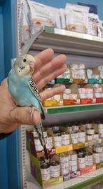 Cocorita allevata a mano