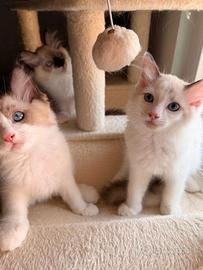 Ragdoll