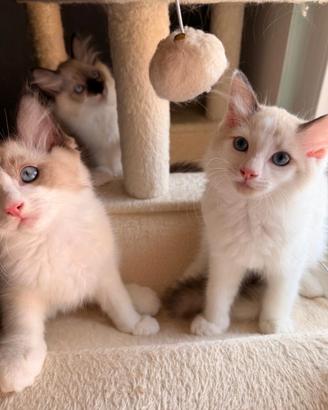 Ragdoll