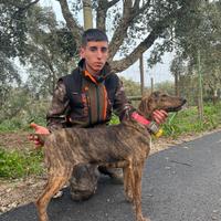 Segugio maremmano tigrato femmina