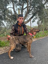 Segugio maremmano tigrato femmina