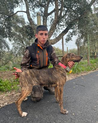 Segugio maremmano tigrato femmina