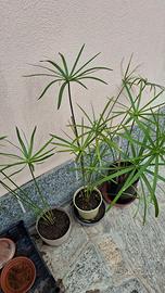 Piante falso papiro in vaso