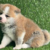Akita inu con pedigree Enci