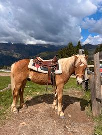 Puledri haflinger