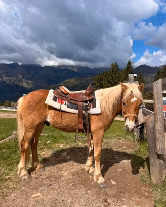 Puledri haflinger