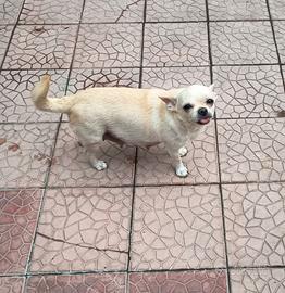 Chihuahua femmina
