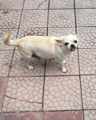 Chihuahua femmina