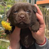 Labrador Chocolate