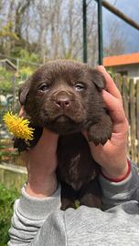 Labrador Chocolate