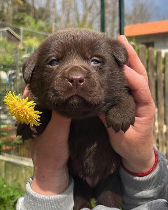 Labrador Chocolate
