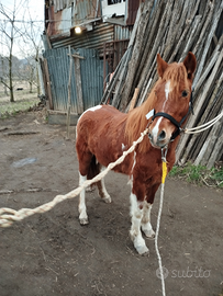 Pony femmina