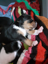 Cuccioli di Beagle nano segugio