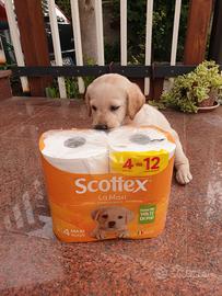 Cuccioli Labrador senza pedigree