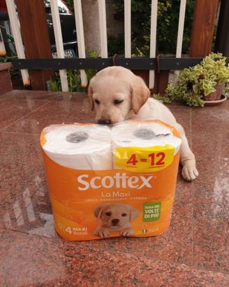 Cuccioli Labrador senza pedigree