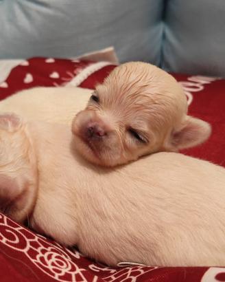 Chihuahua