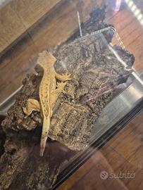 Geco clilatus maschio