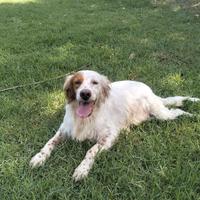 Thomas setter