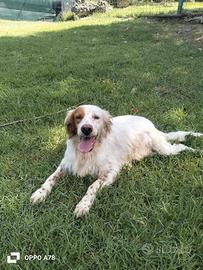Thomas setter