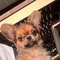 Cucciolo di chihuahua