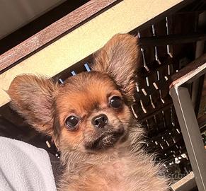 Cucciolo di chihuahua