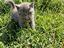 Immagine 4